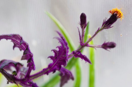 Velvet plant photo