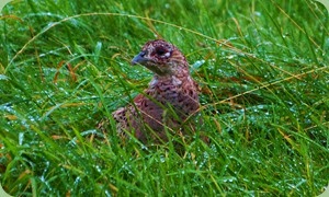 Hen Pheasant