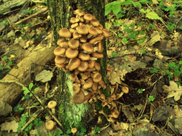 Armillaria ostoyae