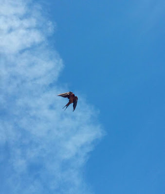 A Bird Flying