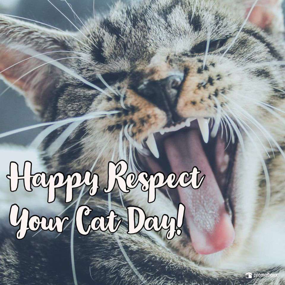Respect Your Cat Day Wishes Awesome Picture