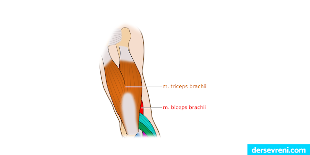 m. biceps brachii (pazu kası) m. coracobrachialis  m. brachialis m. triceps brachii
