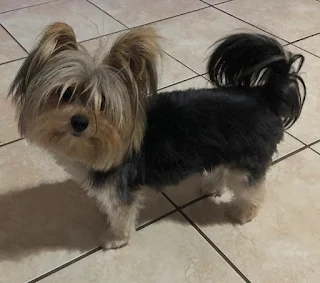 Teacup Yorkie girl