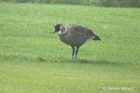 Nene on Volcano Golf Course – Big Island, HI – © Denise Motard