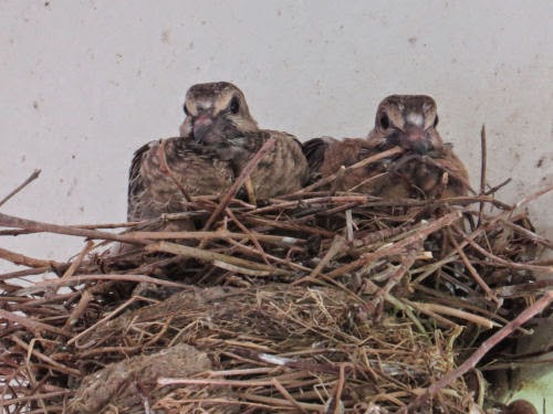 baby doves