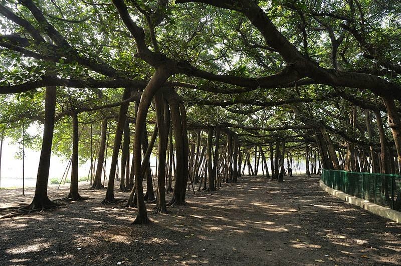Great Banyan Tree area