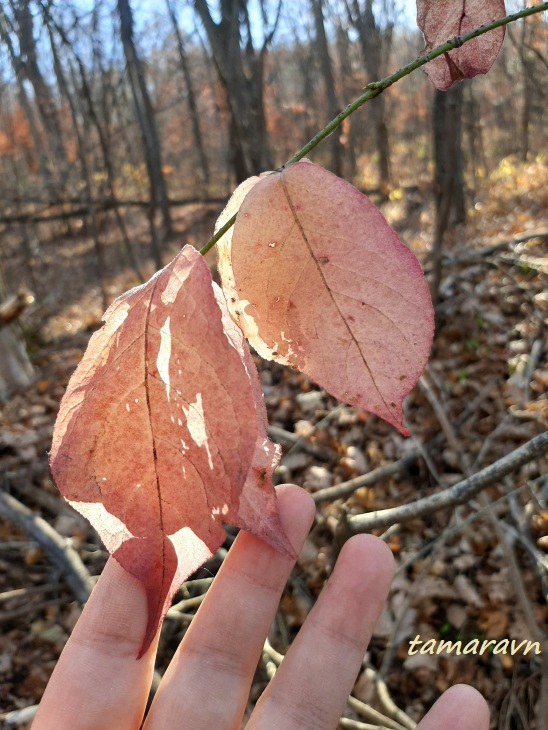 Бересклет малоцветковый (Euonymus pauciflorus)