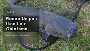 Resep Umpan Ikan Lele Lomba Galatama Langsung STRIKE!!