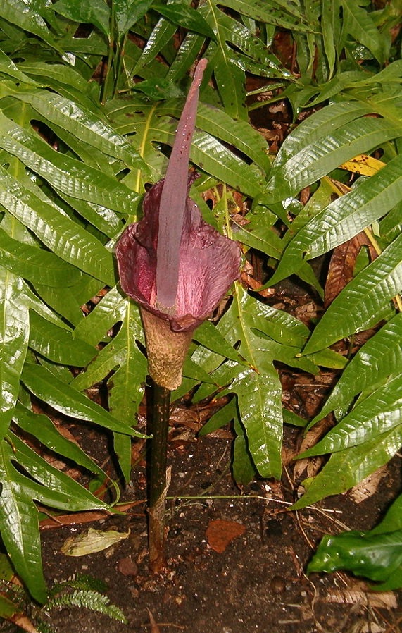 Соцветие Amorphophallus konjac