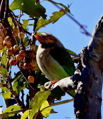 Brown-headed Barbet 