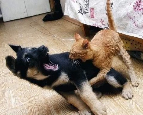 Photos Cat VS Dog Fight 3