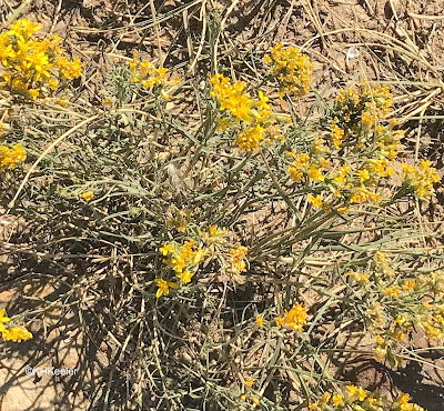 broom snakeweed, Gutierrezia sarothrae