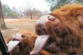 Funny animals of the week - 21 February 2014 (40 pics), cow and her baby stick their tongues out