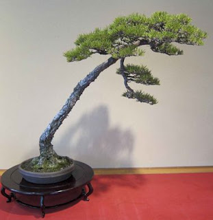 Bonsai, Belleza de la Naturaleza