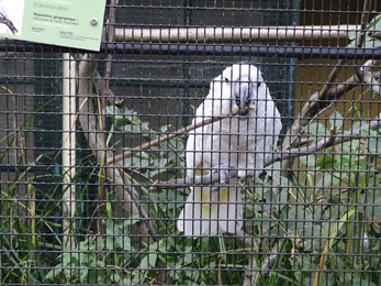 2018.09.16-019 cacatoès alba