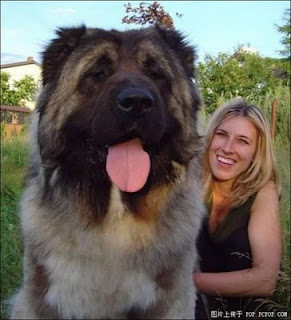 Giant Dogs, How Big It Can Get