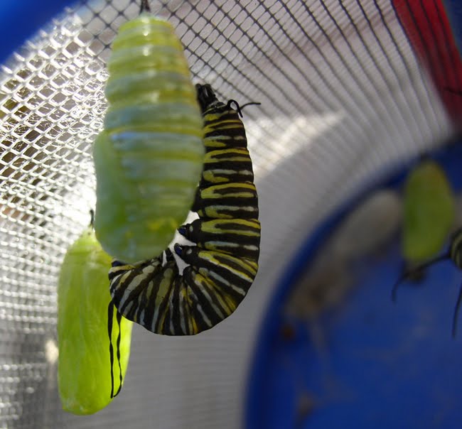 Cartoon Caterpillar Cocoon. Monarch+caterpillar+cocoon