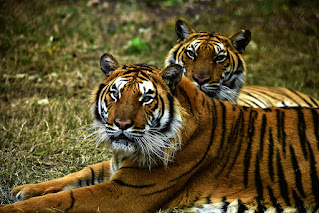 Tiger | Facts, Information, Pictures, & Habitat