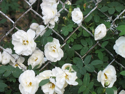 Or the white rose bush,