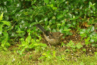 towhee