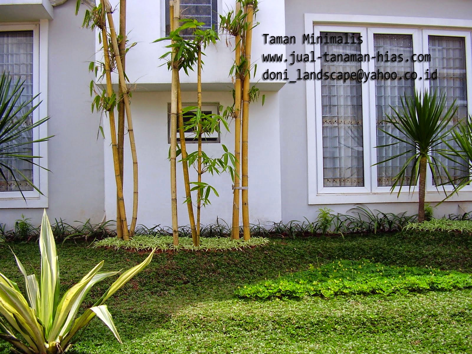  taman rumah tinggal  sederhana TUKANG TAMAN 