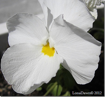 Pansy_White