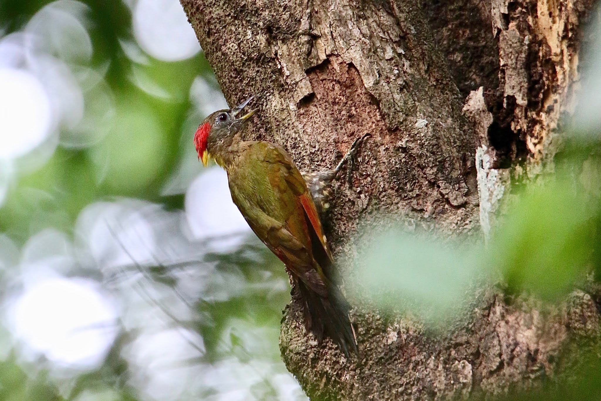 Lesser Yellownape Woodpecker high resolution free