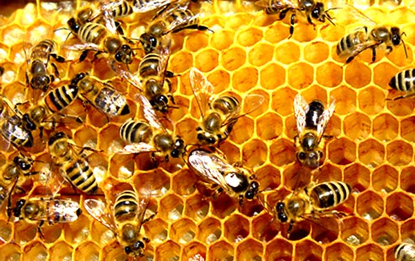Jenis-jenis Lebah Madu ~ Serba Budidaya