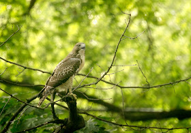 Tompkins Square red-tailed hawk fledgling