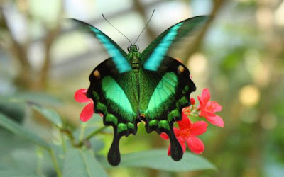 beautiful butterfly