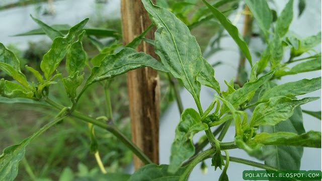 penyebab cabe kriting daun dan cara mengobatinya