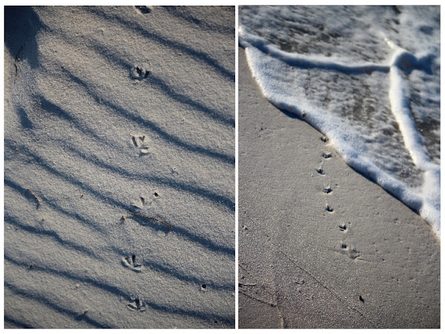 sea gull foot prints in the beach at Pensacola Beach, FL