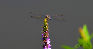 Fauna, Flora, Tiere, Vögel, Fische, Insekten, Blumen, Bäume, Berge, Meer, Ozean, Natur, Sonne, Mond, animals, birds, fish, insects, flowers, trees, mountains, sea