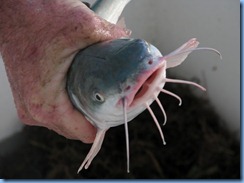 6877 Texas, South Padre Island - Osprey Cruises - Sea Life Safari - touch tank - saltwater catfish