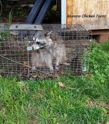 Trapped raccoon from inside chicken coop
