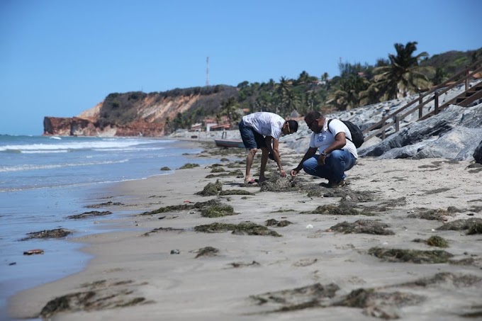 Manchas de óleo voltam a aparecer no litoral cearense após dois meses 