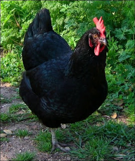 Tootie J. Tootums, Boggy Creek Farm