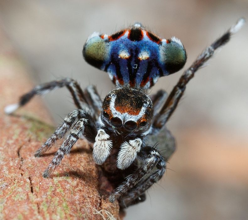 Download Meet The Most Gorgeous 'Peacock Spider' | Amusing Planet