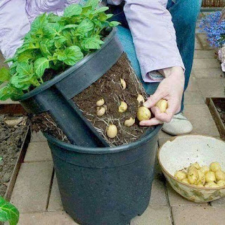 Growing huge amounts of potatoes at home in containers