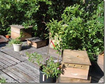 joes hives