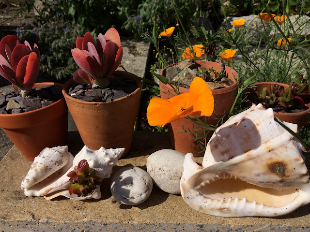 baking summer plants