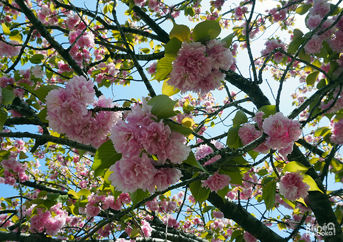 福岡の八重桜