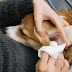 Homemade Ear Cleaner for Dogs - DIY Solution for Your Furry Companion's Ear Health