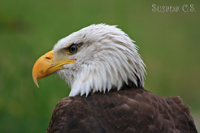 Águila calva - Parque de la Naturaleza de Cabárceno - Cantabria