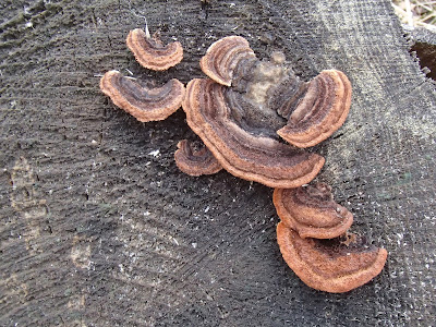 Szczawnica, szlaki turystyczne w Szczawnicy, schronisko pod Durbaszką, rezerwat Wysokie Skałki, Bukowinki, wąwóz Homole, grzyby wiosenne