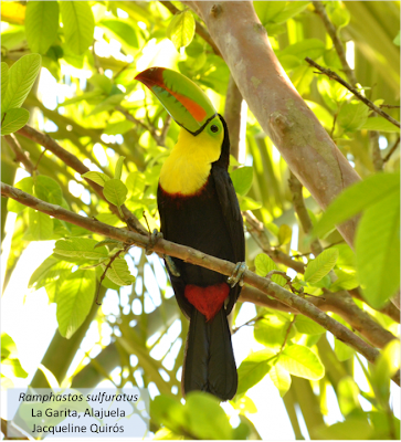 Keel billed Toucan