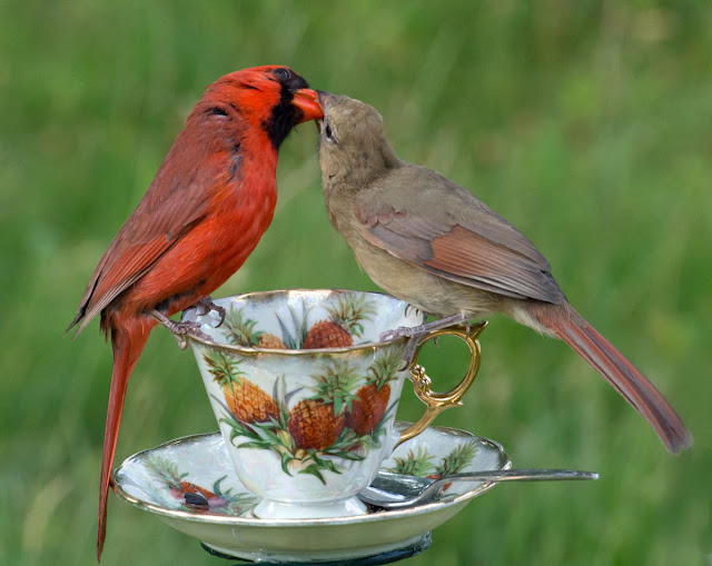 Northern Cardinal Bird