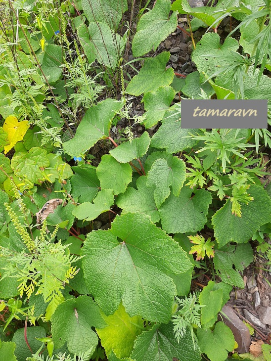 Виноград амурский (Vitis amurensis)