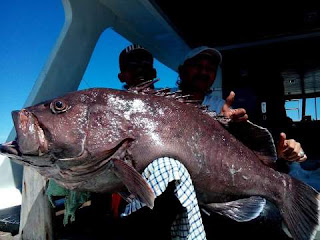 Teknik mancing ikan kerapu monster