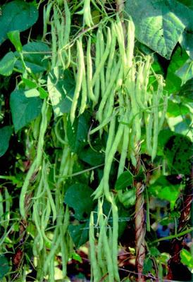 string beans plant